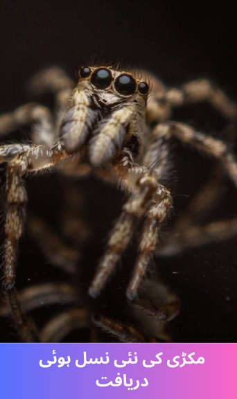 New species of spider discovered